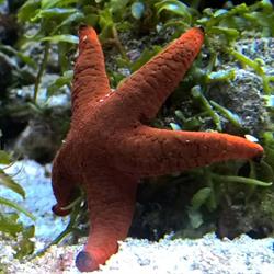 CARASSIUS - ZOO obchod