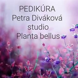 Planta bellus