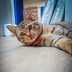 Veterinarni ordinace U Ježka