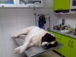 VETPER s.r.o. - veterinární klinika Pelhřimov