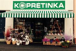 Kopretinka Kralupy