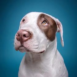 Wedog