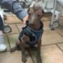 RPVET veterinární klinika