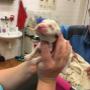 RPVET veterinární klinika