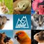 Laboratoř pro veterináře i chovatele